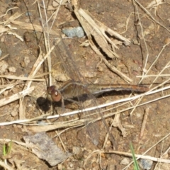 Diplacodes bipunctata at Holt, ACT - 22 Sep 2020