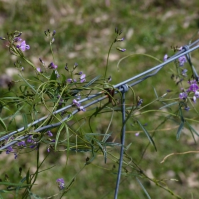 Glycine clandestina (Twining Glycine) at Black Range, NSW - 22 Sep 2020 by MatthewHiggins