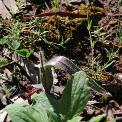 Caladenia actensis (Canberra Spider Orchid) by petersan