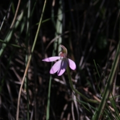 Caladenia carnea (Pink Fingers) at Downer, ACT - 22 Sep 2020 by petersan