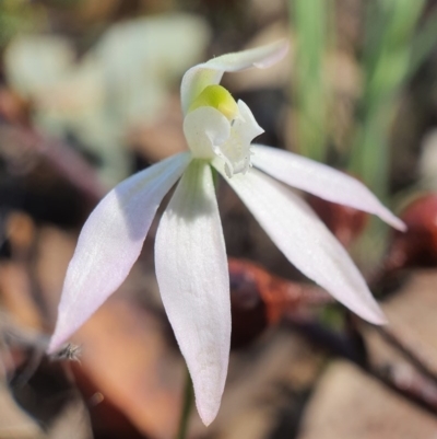 Caladenia fuscata (Dusky Fingers) at Point 20 - 21 Sep 2020 by shoko