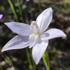 Glossodia major (Wax Lip Orchid) at Downer, ACT - 21 Sep 2020 by shoko