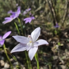 Glossodia major at Downer, ACT - suppressed