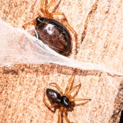 Euryopis umbilicata (Striped tick spider) at Macgregor, ACT - 22 Sep 2020 by Roger