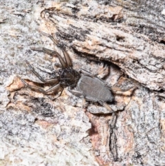 Gnaphosidae or Trochanteriidae (families) (Flat spider) at Woodstock Nature Reserve - 22 Sep 2020 by Roger