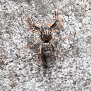 Arasia mollicoma at Acton, ACT - 21 Sep 2020