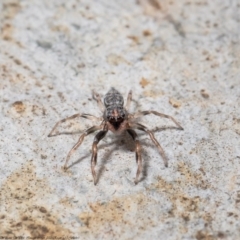 Arasia mollicoma at Acton, ACT - 21 Sep 2020