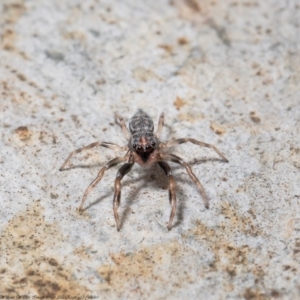 Arasia mollicoma at Acton, ACT - 21 Sep 2020