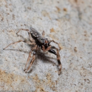 Arasia mollicoma at Acton, ACT - 21 Sep 2020