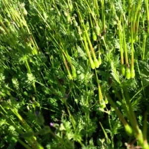 Erodium botrys at Flynn, ACT - 22 Sep 2020