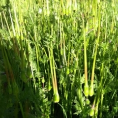 Erodium botrys at Flynn, ACT - 22 Sep 2020