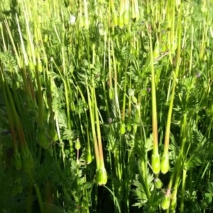 Erodium botrys at Flynn, ACT - 22 Sep 2020