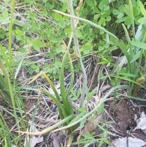 Bulbine bulbosa at Hall, ACT - 22 Sep 2020