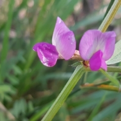 Vicia sativa (Common Vetch) at Hall, ACT - 22 Sep 2020 by tpreston