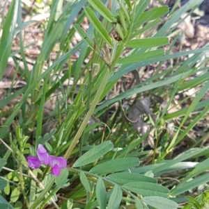 Vicia sativa at Hall, ACT - 22 Sep 2020 03:55 PM