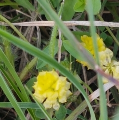 Trifolium campestre (Hop Clover) at Hall Cemetery - 22 Sep 2020 by tpreston