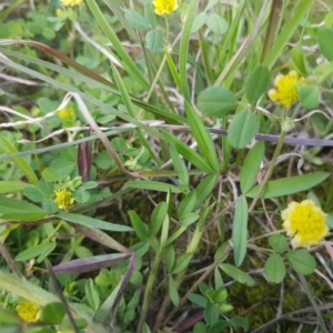 Trifolium campestre at Hall, ACT - 22 Sep 2020