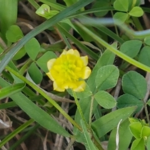 Trifolium campestre at Hall, ACT - 22 Sep 2020