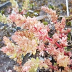 Crassula sieberiana (Austral Stonecrop) at Fraser, ACT - 22 Sep 2020 by tpreston