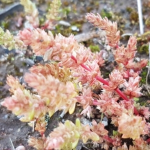 Crassula sieberiana at Fraser, ACT - 22 Sep 2020