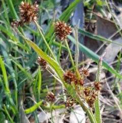 Luzula densiflora (Dense Wood-rush) at Dunlop Grasslands - 22 Sep 2020 by tpreston