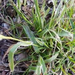 Luzula densiflora at Fraser, ACT - 22 Sep 2020