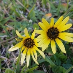Arctotheca calendula (Capeweed, Cape Dandelion) at Dunlop Grasslands - 22 Sep 2020 by trevorpreston