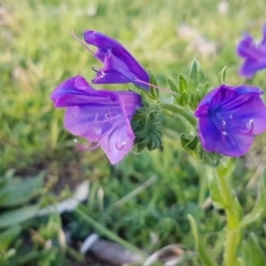 Echium plantagineum (Paterson's Curse) at Dunlop Grasslands - 22 Sep 2020 by trevorpreston