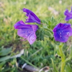 Echium plantagineum (Paterson's Curse) at Fraser, ACT - 22 Sep 2020 by tpreston