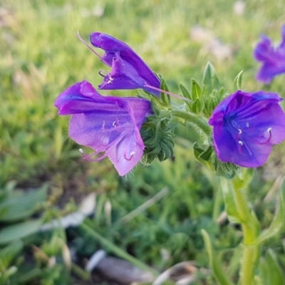 Echium plantagineum (Paterson's Curse) at Dunlop Grasslands - 22 Sep 2020 by trevorpreston
