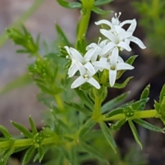 Asperula conferta (Common Woodruff) at Dunlop Grasslands - 22 Sep 2020 by tpreston