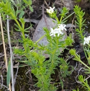 Asperula conferta at Fraser, ACT - 22 Sep 2020