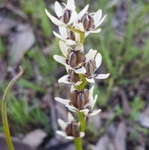 Wurmbea dioica subsp. dioica at Fraser, ACT - 22 Sep 2020