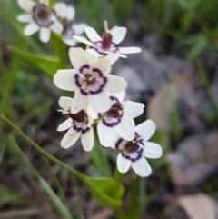 Wurmbea dioica subsp. dioica at Fraser, ACT - 22 Sep 2020