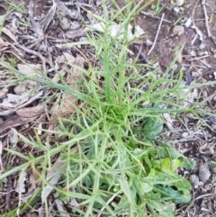 Eryngium ovinum (Blue Devil) at Dunlop Grasslands - 22 Sep 2020 by tpreston