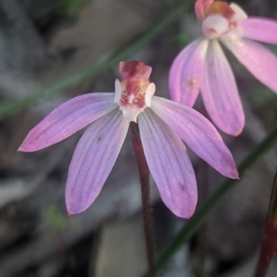 Caladenia fuscata (Dusky Fingers) - 1 Jan 1900 by MPennay
