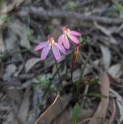 Caladenia fuscata at Lake George, NSW - 22 Sep 2020