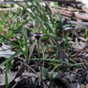 Caladenia atrovespa at Downer, ACT - suppressed