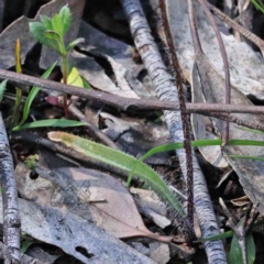 Caladenia atrovespa at Downer, ACT - suppressed