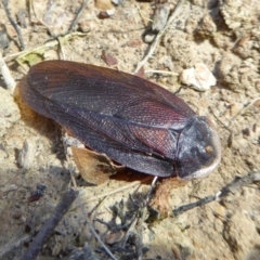 Laxta granicollis (Common bark or trilobite cockroach) at Yass River, NSW - 22 Sep 2020 by SenexRugosus