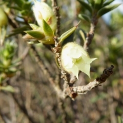 Melichrus urceolatus (Urn Heath) at Yass River, NSW - 22 Sep 2020 by SenexRugosus