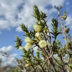 Melichrus urceolatus at Yass River, NSW - 22 Sep 2020