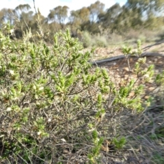 Melichrus urceolatus at Yass River, NSW - 22 Sep 2020