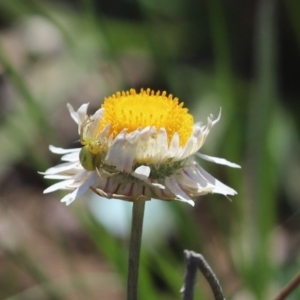 Thomisidae (family) at Cook, ACT - 21 Sep 2020