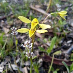 Diuris chryseopsis at Carwoola, NSW - 20 Sep 2020