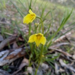 Diuris chryseopsis (Golden Moth) at Stony Creek Nature Reserve - 20 Sep 2020 by Zoed