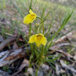 Diuris chryseopsis at Carwoola, NSW - suppressed