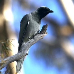 Coracina novaehollandiae (Black-faced Cuckooshrike) at Majura, ACT - 22 Sep 2020 by jbromilow50