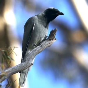 Coracina novaehollandiae at Majura, ACT - 22 Sep 2020