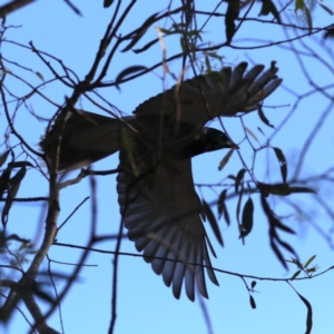 Coracina novaehollandiae at Majura, ACT - 22 Sep 2020